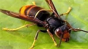 frelon asiatique