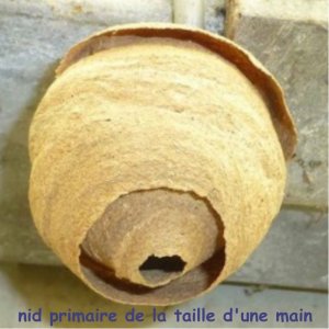 nid primaire