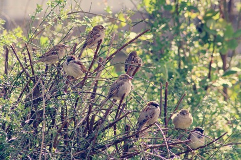 Les oiseaux font leurs nids… 