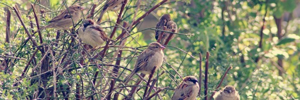 Les oiseaux font leurs nids… 