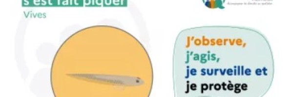 Piqûre de vive, quoi faire ?